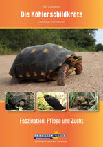 Die Köhlerschildkröte kaufen bei shop_name - 