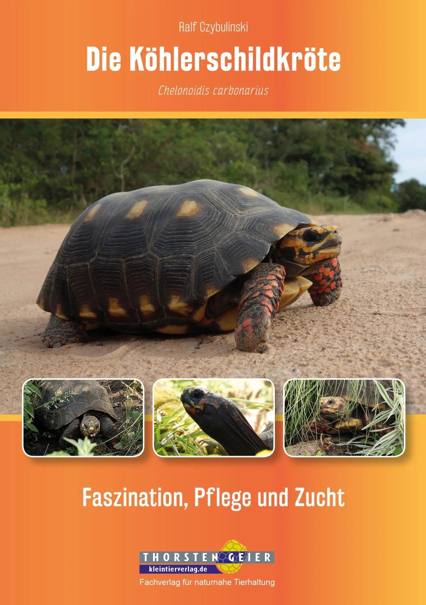 Die Köhlerschildkröte kaufen bei shop_name - 