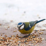 ERDENFREUND® Vogelfutter ganzjährig 1kg kaufen bei shop_name - 