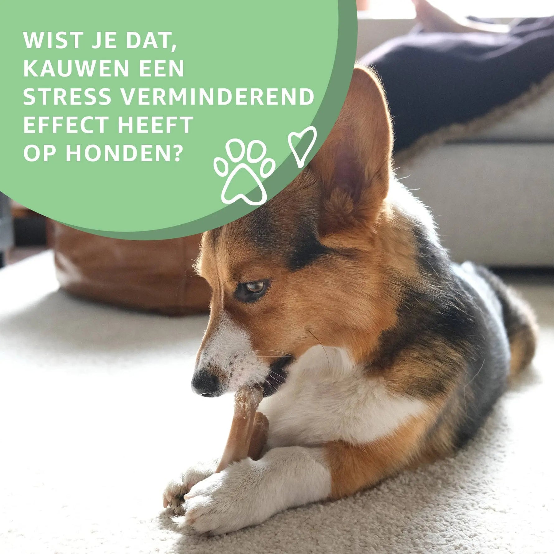 Kaninchenohren ohne Fell kaufen bei shop_name - 