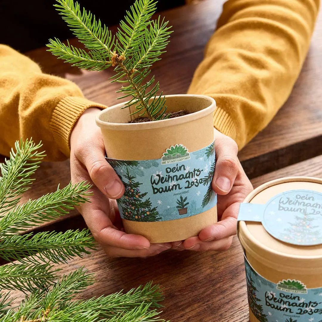 Weihnachtsbaum aus dem Becher kaufen bei shop_name - 