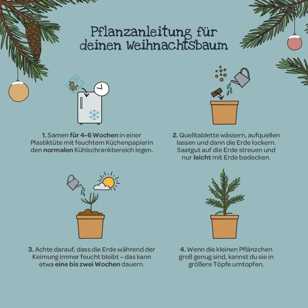 Weihnachtsbaum aus dem Becher kaufen bei shop_name - 